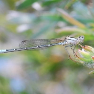 Austroagrion watsoni (Eastern Billabongfly) at Nimmo, NSW - 22 Dec 2019 by Harrisi