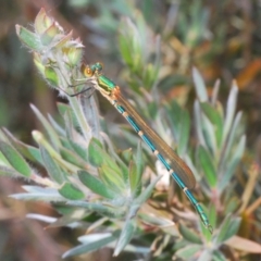 Austrolestes cingulatus (Metallic Ringtail) at Nimmo, NSW - 22 Dec 2019 by Harrisi