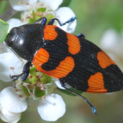 Castiarina thomsoni (A jewel beetle) at Anembo, NSW - 22 Dec 2019 by Harrisi