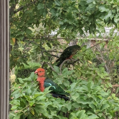 Alisterus scapularis (Australian King-Parrot) at Moss Vale, NSW - 22 Dec 2019 by Margot