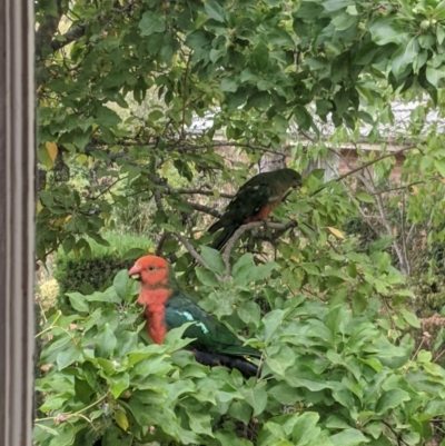 Alisterus scapularis (Australian King-Parrot) at Moss Vale, NSW - 21 Dec 2019 by Margot