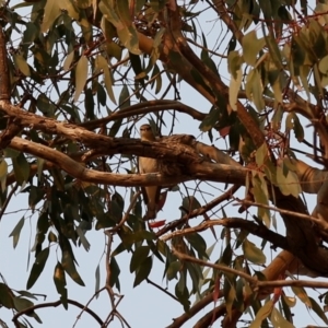 Lalage tricolor at Kambah, ACT - 24 Dec 2019