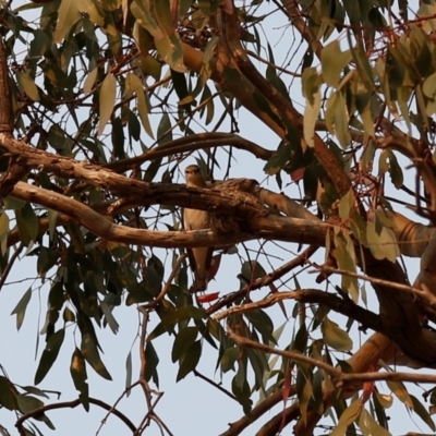 Lalage tricolor (White-winged Triller) at Kambah, ACT - 23 Dec 2019 by HelenCross