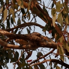 Lalage tricolor at Kambah, ACT - 24 Dec 2019