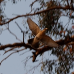 Lalage tricolor at Kambah, ACT - 24 Dec 2019 07:50 AM