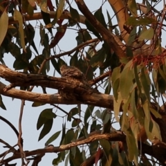 Lalage tricolor at Kambah, ACT - 24 Dec 2019