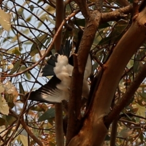 Lalage tricolor at Kambah, ACT - 24 Dec 2019