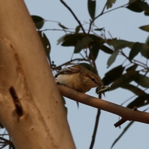 Lalage tricolor at Kambah, ACT - 24 Dec 2019