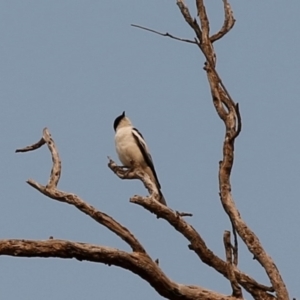 Lalage tricolor at Kambah, ACT - 24 Dec 2019