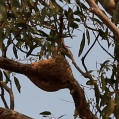 Lalage tricolor at Kambah, ACT - 24 Dec 2019