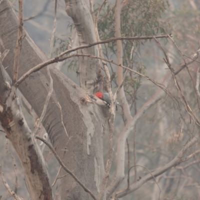 Callocephalon fimbriatum (Gang-gang Cockatoo) at Acton, ACT - 17 Dec 2019 by robynkirrily