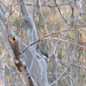 Callocephalon fimbriatum at Acton, ACT - suppressed