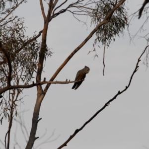 Callocephalon fimbriatum at Acton, ACT - suppressed