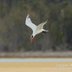 Hydroprogne caspia (Caspian Tern) at Cunjurong Point, NSW - 7 Dec 2019 by Charles Dove