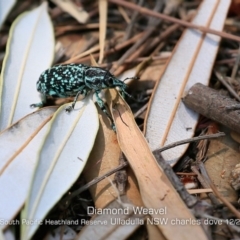 Chrysolopus spectabilis (Botany Bay Weevil) at Ulladulla, NSW - 7 Dec 2019 by Charles Dove