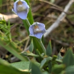 Thelymitra simulata (Graceful Sun-orchid) at Cabramurra, NSW - 20 Dec 2019 by MattM