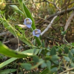 Thelymitra simulata at Cabramurra, NSW - suppressed