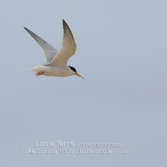 Sternula albifrons (Little Tern) at Cunjurong Point, NSW - 7 Dec 2019 by CharlesDove