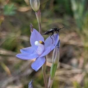 Thelymitra sp. (nuda complex) at Cabramurra, NSW - 20 Dec 2019