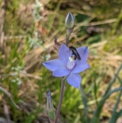 Thelymitra sp. (nuda complex) at Cabramurra, NSW - 20 Dec 2019