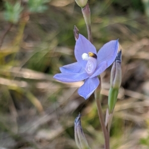 Thelymitra sp. (nuda complex) at Cabramurra, NSW - 20 Dec 2019