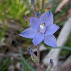 Thelymitra sp. (nuda complex) at Cabramurra, NSW - 20 Dec 2019