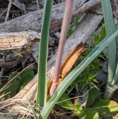 Thelymitra sp. (nuda complex) at Cabramurra, NSW - 20 Dec 2019