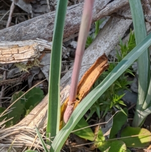 Thelymitra sp. (nuda complex) at Cabramurra, NSW - suppressed