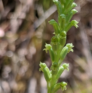 Microtis sp. aff. unifolia at Cotter River, ACT - suppressed