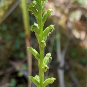 Microtis sp. aff. unifolia at Cotter River, ACT - suppressed