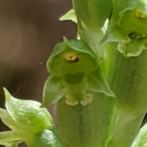 Microtis sp. aff. unifolia at Cotter River, ACT - suppressed