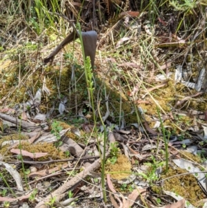 Microtis sp. aff. unifolia at Cotter River, ACT - suppressed