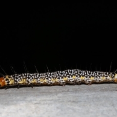 Agaristinae (subfamily) (A Day-Flying Moth) at ANBG - 22 Dec 2019 by rawshorty