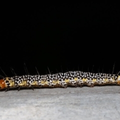 Agaristinae (subfamily) (A Day-Flying Moth) at Acton, ACT - 23 Dec 2019 by rawshorty