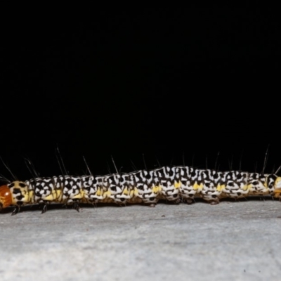 Agaristinae (subfamily) (A Day-Flying Moth) at Acton, ACT - 22 Dec 2019 by rawshorty