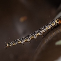 Agaristinae (subfamily) at Acton, ACT - 23 Dec 2019 09:12 AM