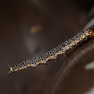 Agaristinae (subfamily) at Acton, ACT - 23 Dec 2019