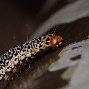 Agaristinae (subfamily) at Acton, ACT - 23 Dec 2019 09:12 AM