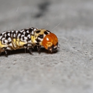 Agaristinae (subfamily) at Acton, ACT - 23 Dec 2019 09:12 AM