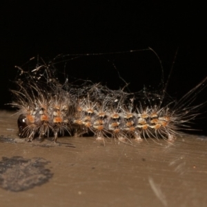 Arctiinae (subfamily) at Acton, ACT - 23 Dec 2019