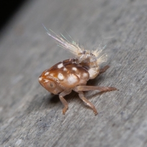 Scolypopa australis at Acton, ACT - 23 Dec 2019