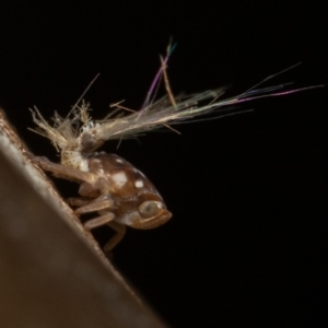 Scolypopa australis at Acton, ACT - 23 Dec 2019 09:18 AM