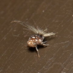 Scolypopa australis at Acton, ACT - 23 Dec 2019 09:18 AM