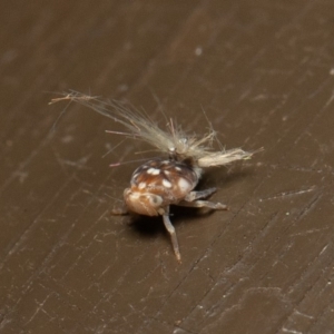 Scolypopa australis at Acton, ACT - 23 Dec 2019 09:18 AM