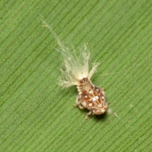 Scolypopa australis at Acton, ACT - 23 Dec 2019 09:18 AM