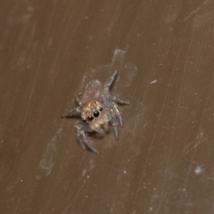 Prostheclina sp (genus) (A jumping spider) at Acton, ACT - 22 Dec 2019 by rawshorty