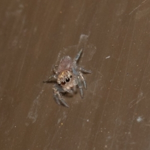 Prostheclina sp (genus) at Acton, ACT - 23 Dec 2019 09:23 AM