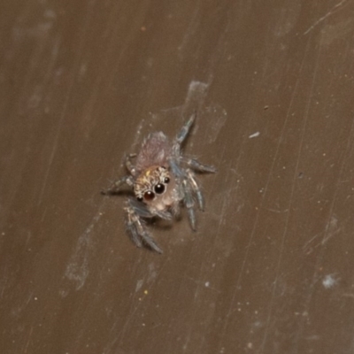 Prostheclina sp (genus) (A jumping spider) at Acton, ACT - 22 Dec 2019 by rawshorty