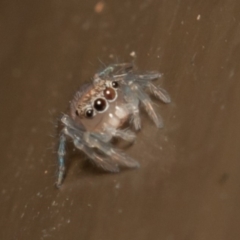 Prostheclina sp (genus) at Acton, ACT - 23 Dec 2019 09:23 AM