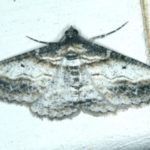 Syneora euboliaria at Ainslie, ACT - 21 Dec 2019